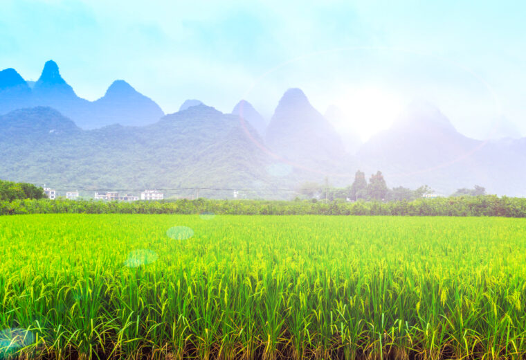 shm-quy-trinh-bon-phan-cay-lua